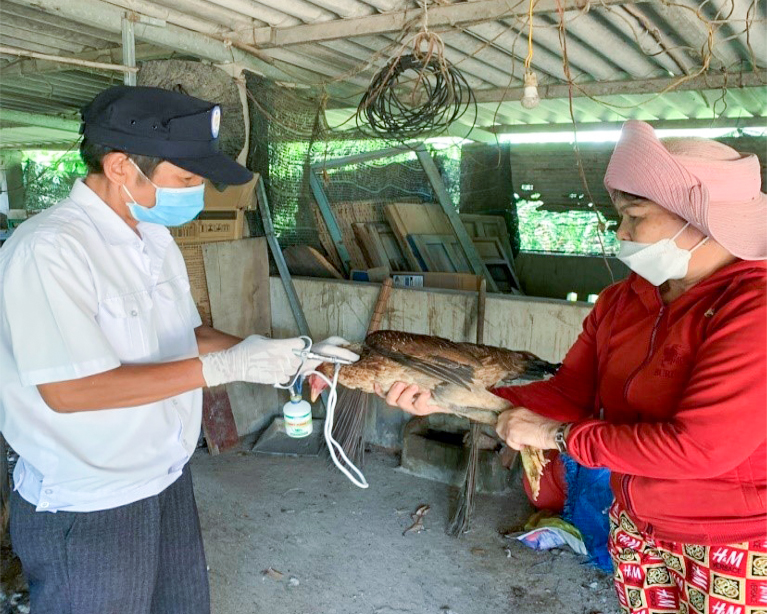 Cơ quan chuyên môn tổ chức tiêm phòng cúm gia cầm cho các hộ nuôi nhỏ lẻ ở Cam Lâm.