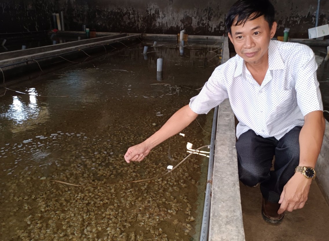 Tiến sĩ Mai Duy Minh cho ốc hương ăn thức ăn công nghiệp tại bể xi măng.