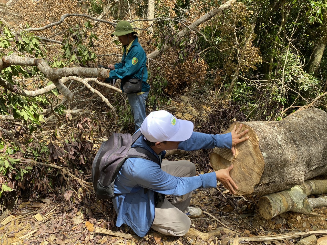 Vụ khai thác rừng trái pháp luật xảy ra tại địa bàn xã Ninh Ích (thị xã Ninh Hòa) tháng 2-2023.