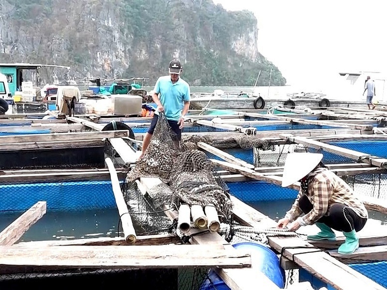 Nhiều doanh nghiệp và hộ dân đã vệ sinh, gia cố ô lồng nuôi cá còn sót lại sau bão số 3 để thả nuôi mới

