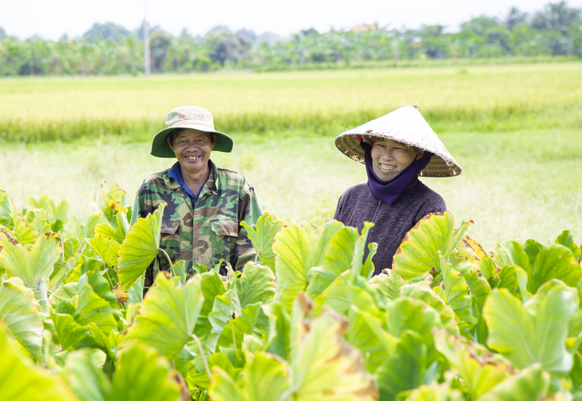 Thành viên hợp tác xã nông nghiệp Vạn Phú 3 chăm sóc khoai sáp