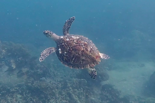 Rùa biển quay trở lại vịnh Nha Trang