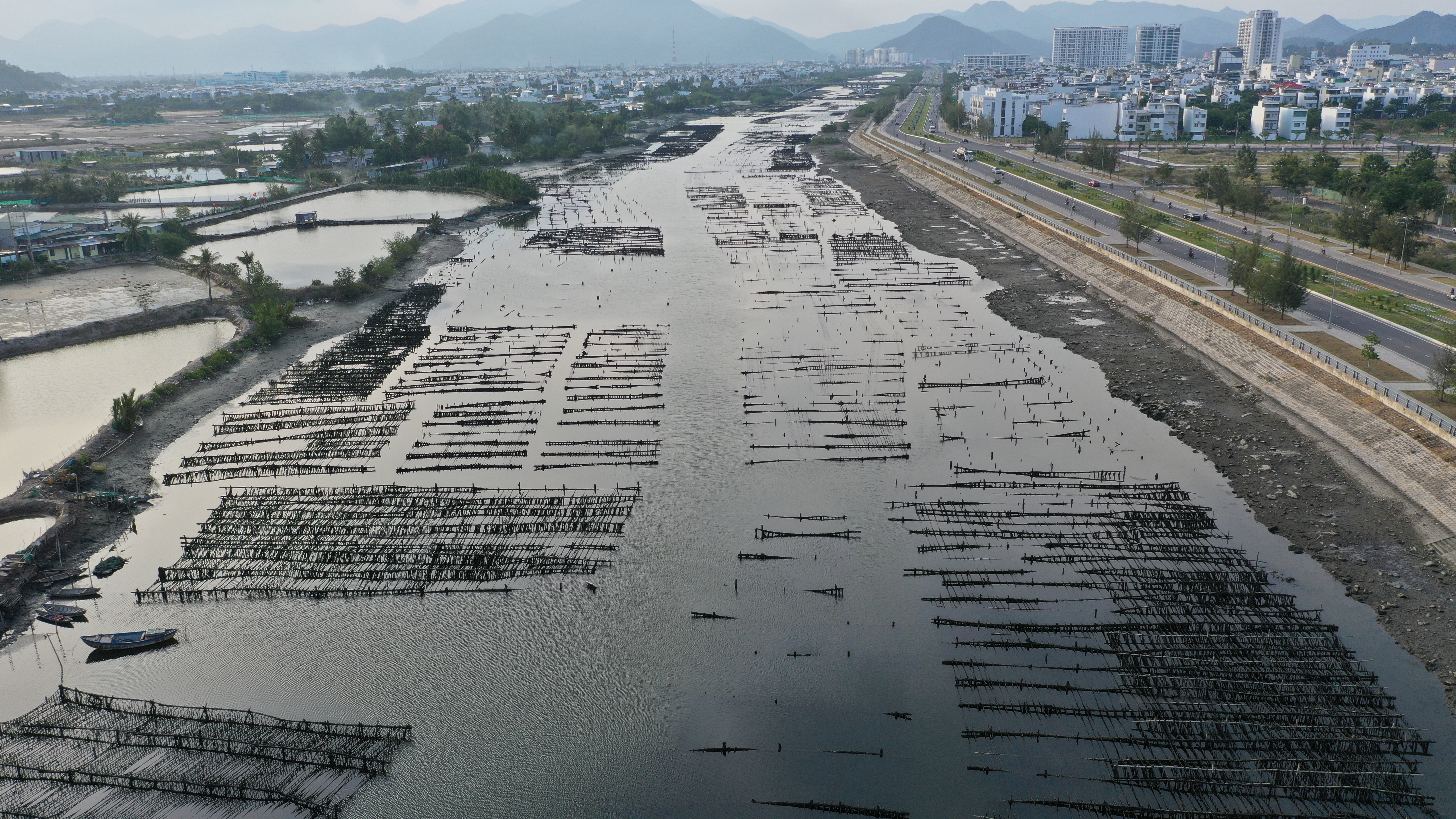 UBND TP. Nha Trang chỉ đạo xử lý dứt điểm tình trạng tái lấn chiếm mặt nước để nhử vẹm trên sông Tắc, sông Quán Trường 