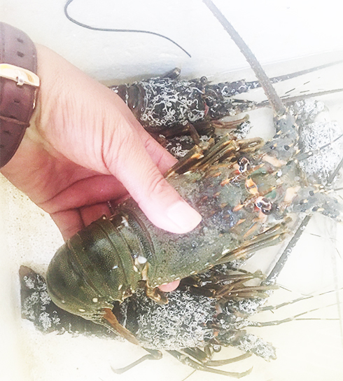 Ngăn chặn nhập lậu, buôn bán, vận chuyển trái phép tôm hùm giống