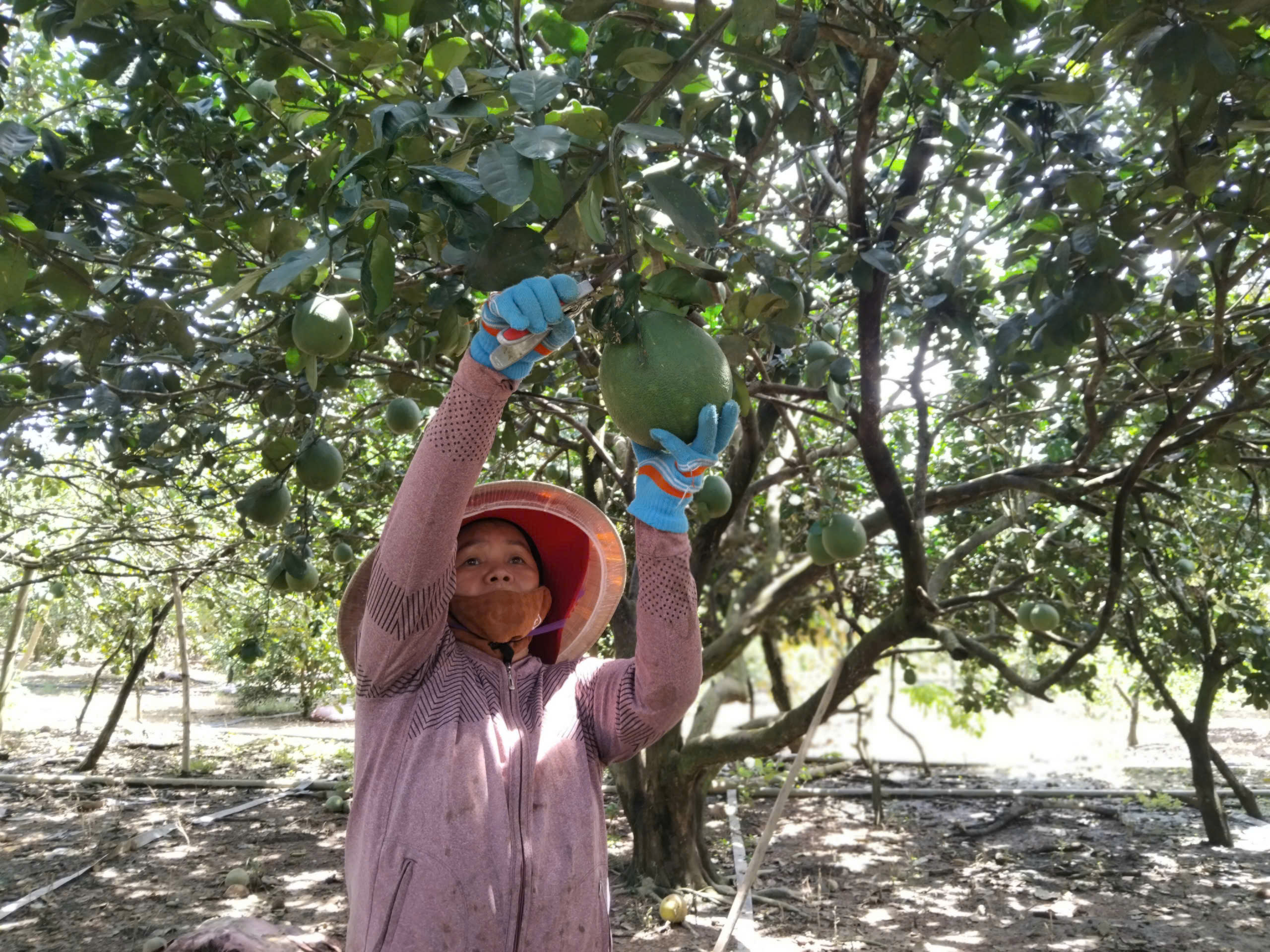 Tín dụng chính sách xã hội: "Đòn bẩy" thoát nghèo ở vùng cao