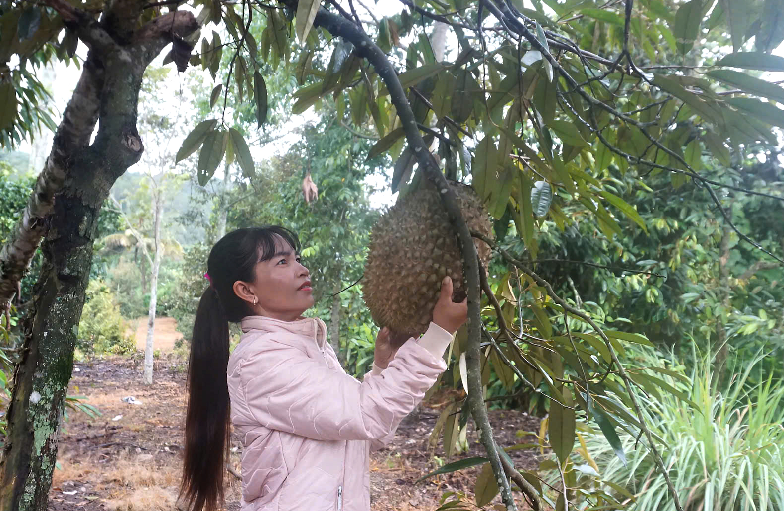 Nhờ trồng chịu khó học hỏi, trồng cây ăn quả nên gia đình chị Bo Bo Thị Hiền đã có cuộc sống khấm khá