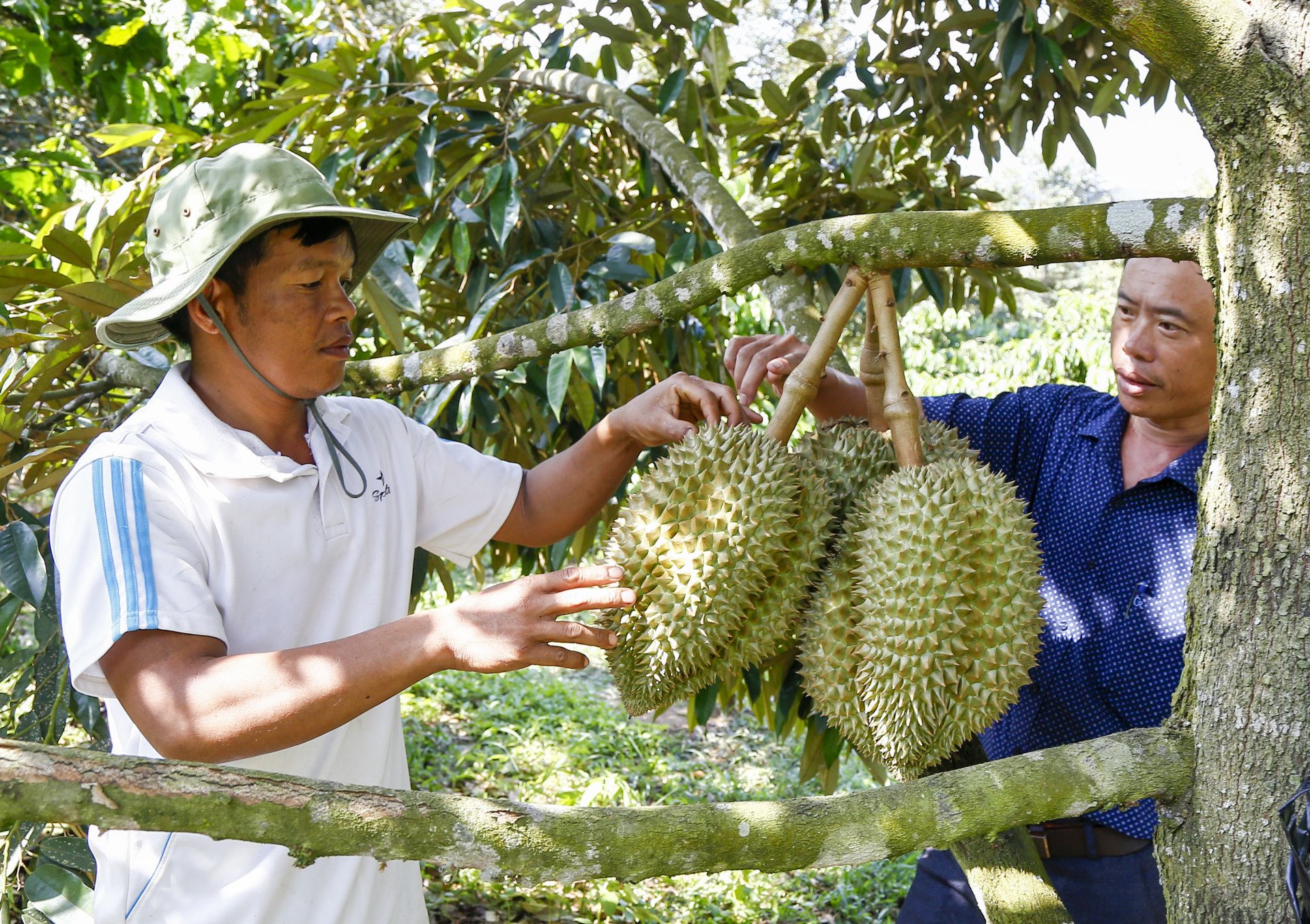 Nông dân xã Sơn Hiệp (huyện Khánh Sơn) thu hoạch sầu riêng.