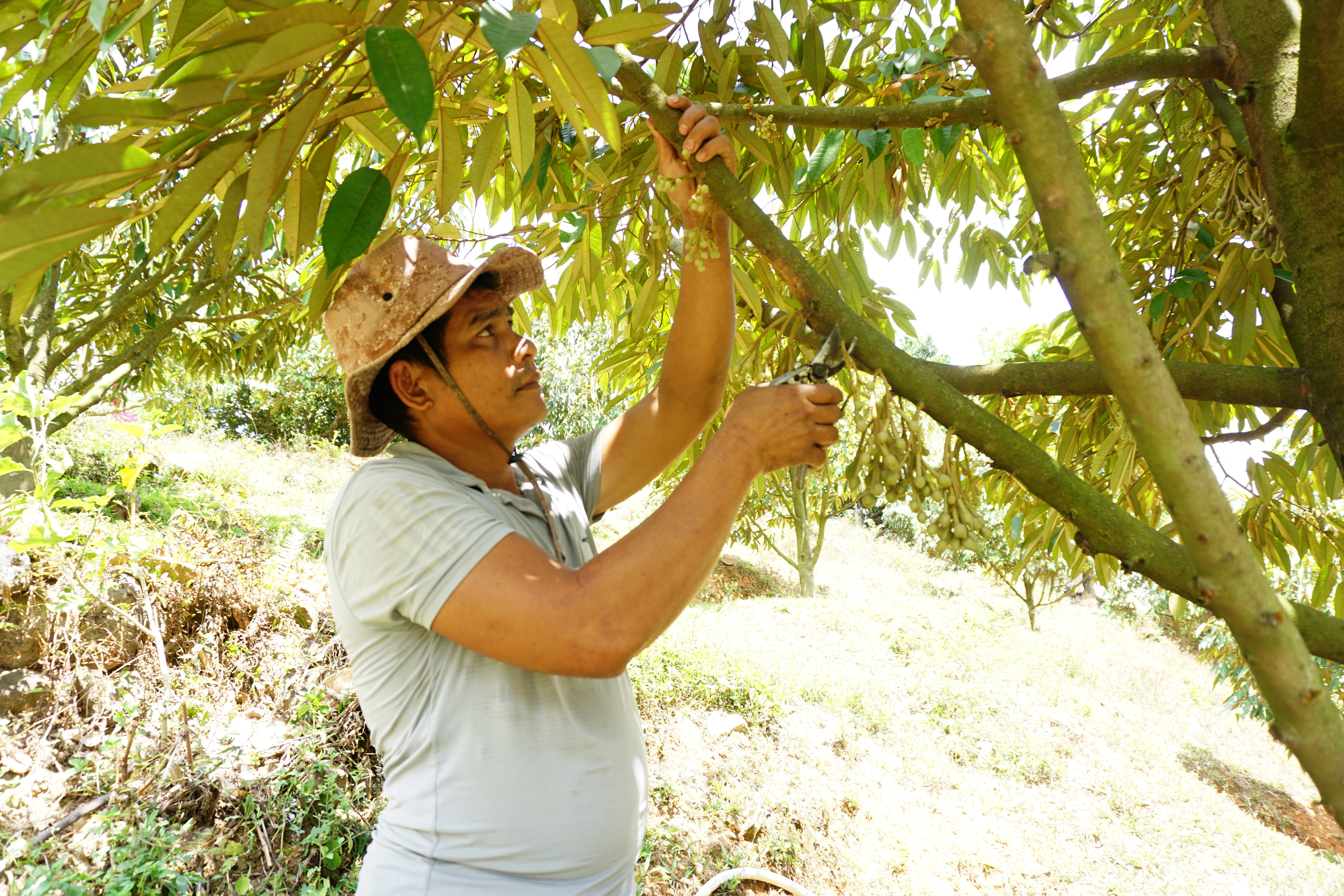 Sau khi có căn nhà mới để an cư, anh Cao Cường (thôn Tà Giang 2, 
xã Thành Sơn) chuyên tâm trồng sầu riêng để thoát nghèo bền vững.
