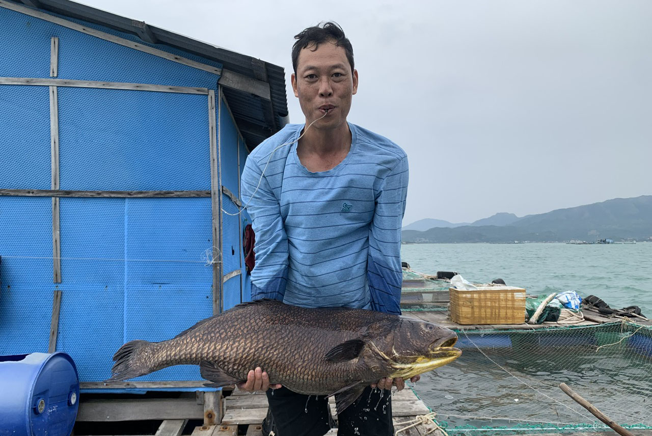 Tiềm năng nuôi cá sủ đất 