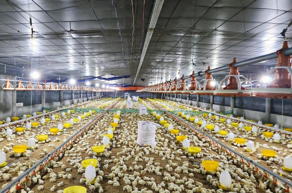 Chủ động giám sát vi rút cúm gia cầm tại các chợ