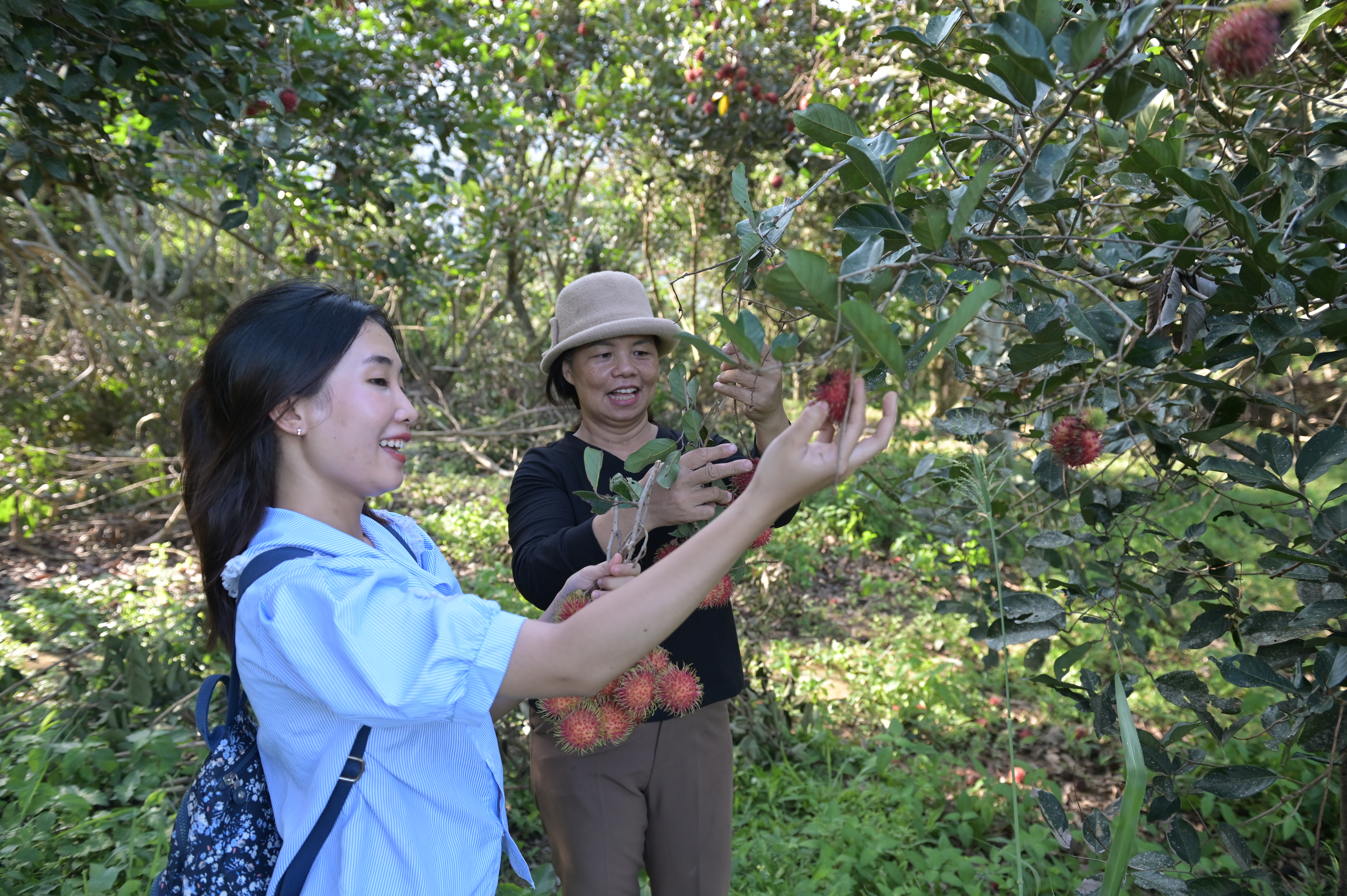 Vườn chôm chôm thu hút khách tham quan tại xã Khánh Trung (Ảnh: V. Thành)