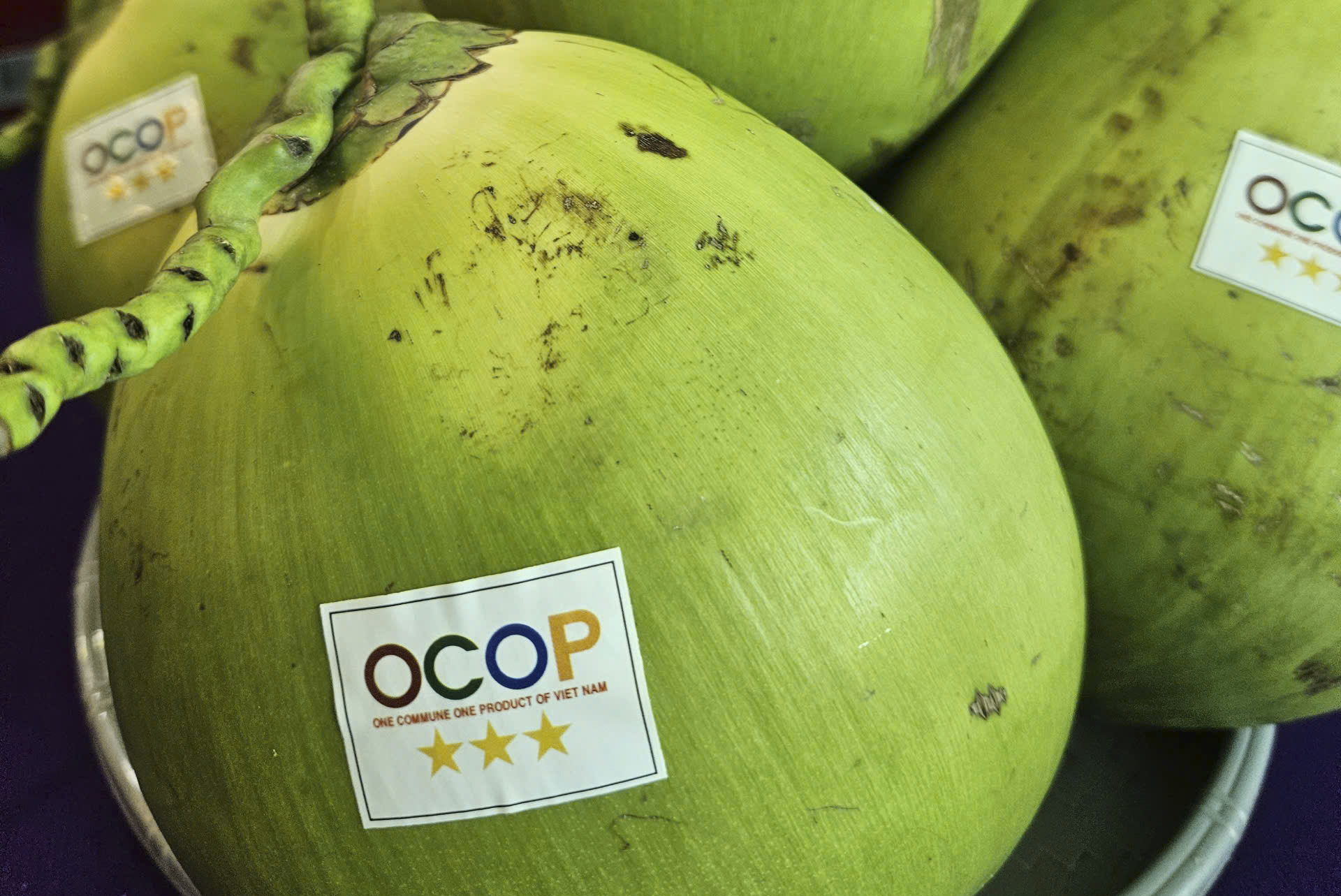 Tập trung phát triển cây dừa và điều trên địa bàn tỉnh Khánh Hòa