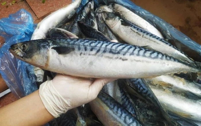 Lợi ích sức khỏe khi ăn cá saba