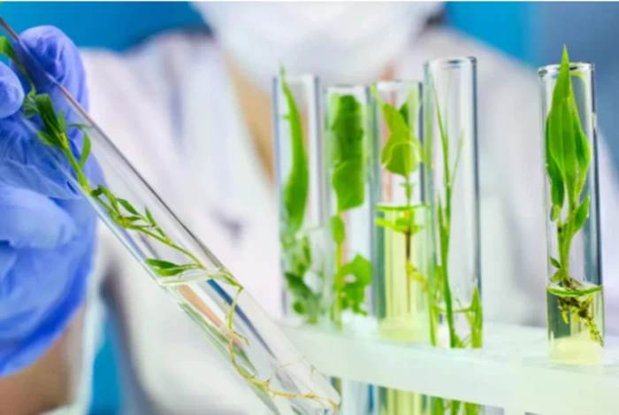 Nhóm nghiên cứu gốc Việt giải mã thực vật tạo ra chất chống ung thư