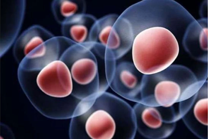 Phát hiện đột phá về 'chìa khóa' làm chậm quá trình lão hóa