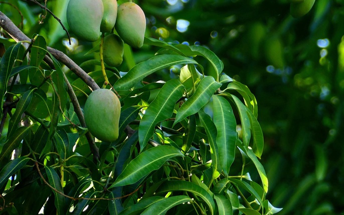 Các nghiên cứu và kinh nghiệm y học truyền thống cho thấy lá xoài có thể giúp hỗ trợ kiểm soát đường huyết…