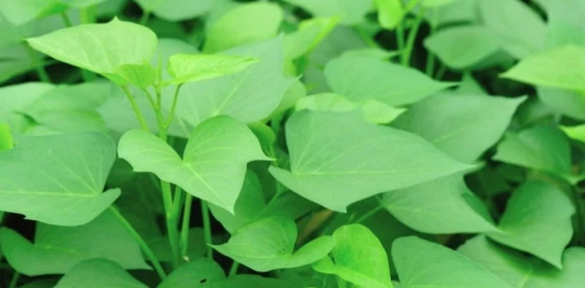 Rau lang. (Nguồn: Vietnam+)