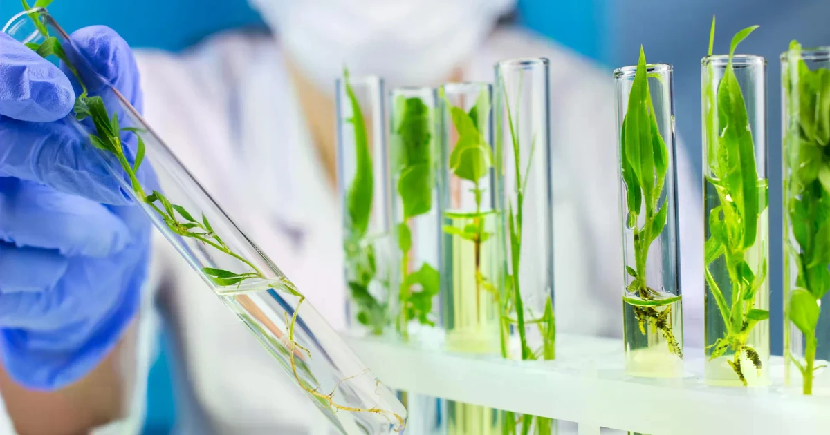 Mitraphylline tự nhiên chỉ có ở lượng rất nhỏ trong một số loài cây nhiệt đới thuộc họ cà-phê như Mitragyna (cây kratom) và Uncaria (móng mèo). (Ảnh: Shutterstock)