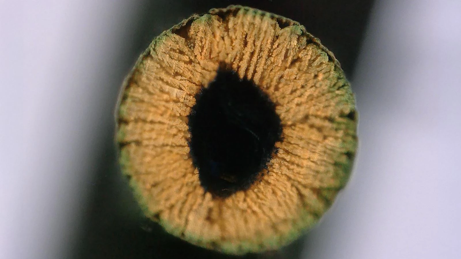 Các nhà khoa học thuộc Trường Bách khoa Liên bang Lausanne (EPFL, Thụy Sĩ) vừa công bố bước đột phá trong công nghệ in 3D