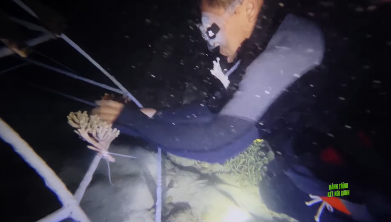 Phục hồi các rạn san hô tại biển Nha Trang