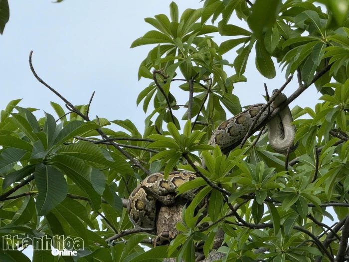 Phát hiện con trăn nằm trên cây sát Bến tàu du lịch Nha Trang