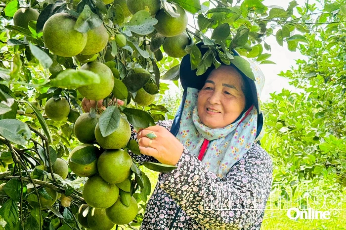 Mùa cam xoàn ngọt