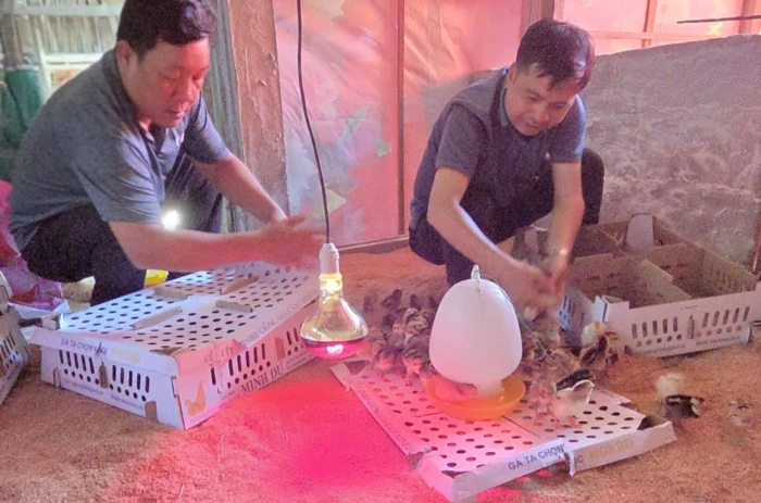 Bàn giao 6.000 con gà giống cho nông dân tham gia mô hình chăn nuôi an toàn sinh học