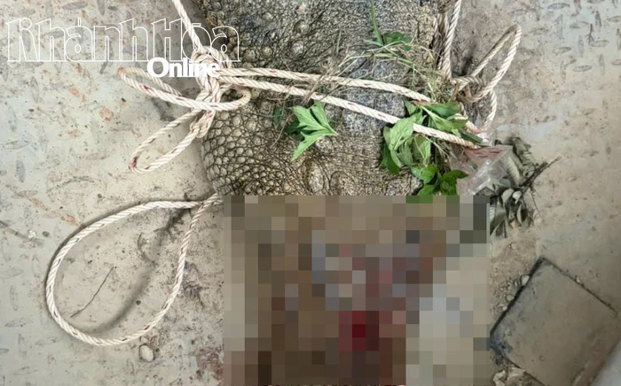 Công an xã Diên Lâm tiêu diệt cá sấu nghi tấn công nam thanh niên đi câu cá