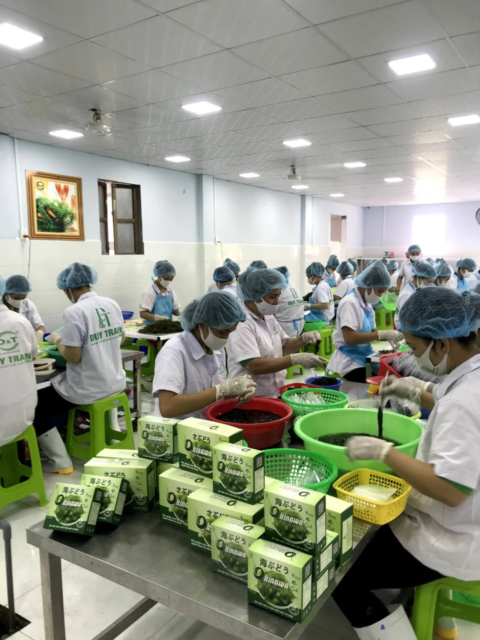 Đóng gói rong nho tại DT Group.