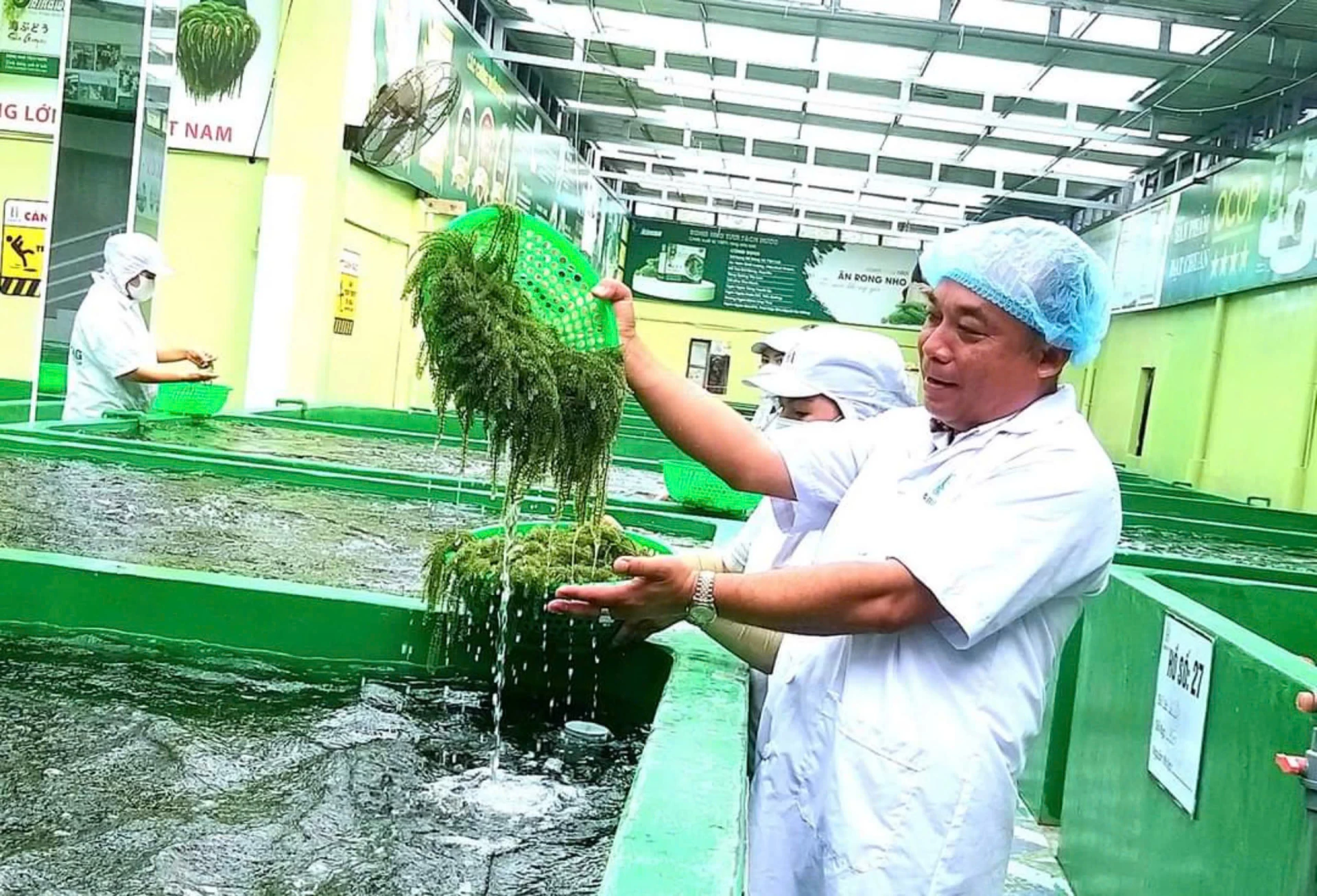 Ông Nguyễn Duy Quang bên sản phẩm rong nho của mình.