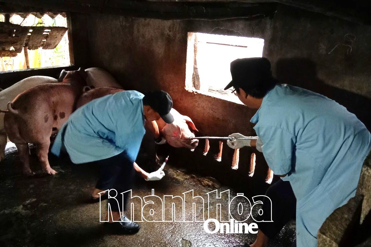 Chủ động tim vắc xin cho đàn lợn trên địa bà xã Vạn Hưng.