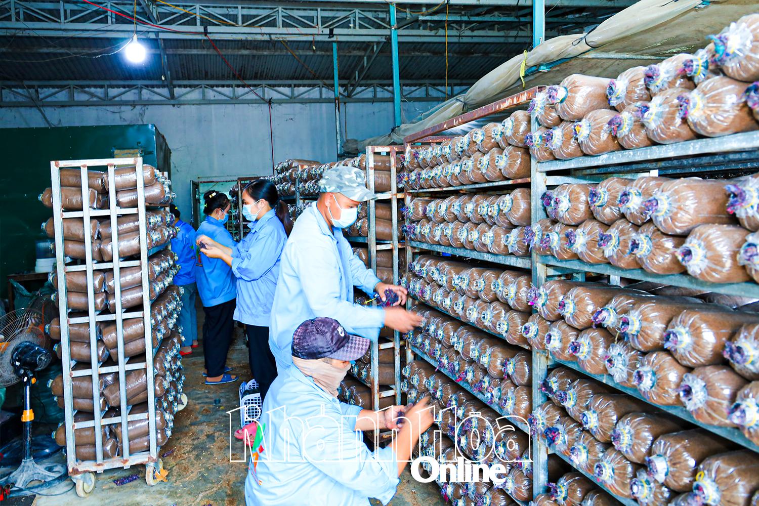 Hoạt động sản xuất phôi nấm tại HTX Meo phôi nấm Toàn Quốc.