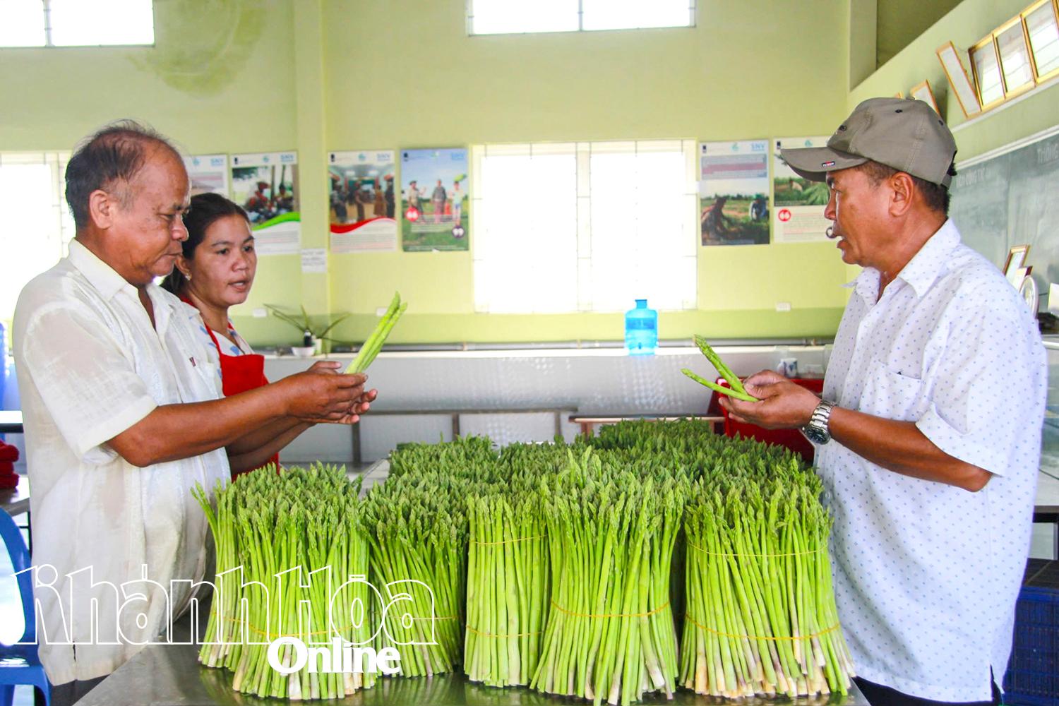 Nông dân Hùng Ky (bên phải) sơ chế măng tây xanh công nghệ cao.