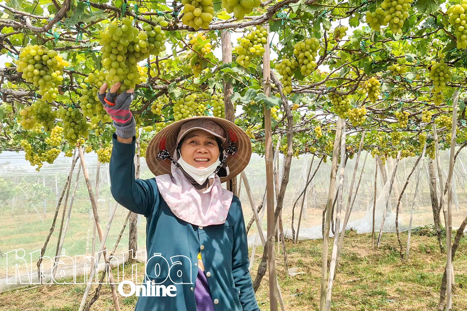 Nông dân Khánh Hòa chăm sóc cây nho.
