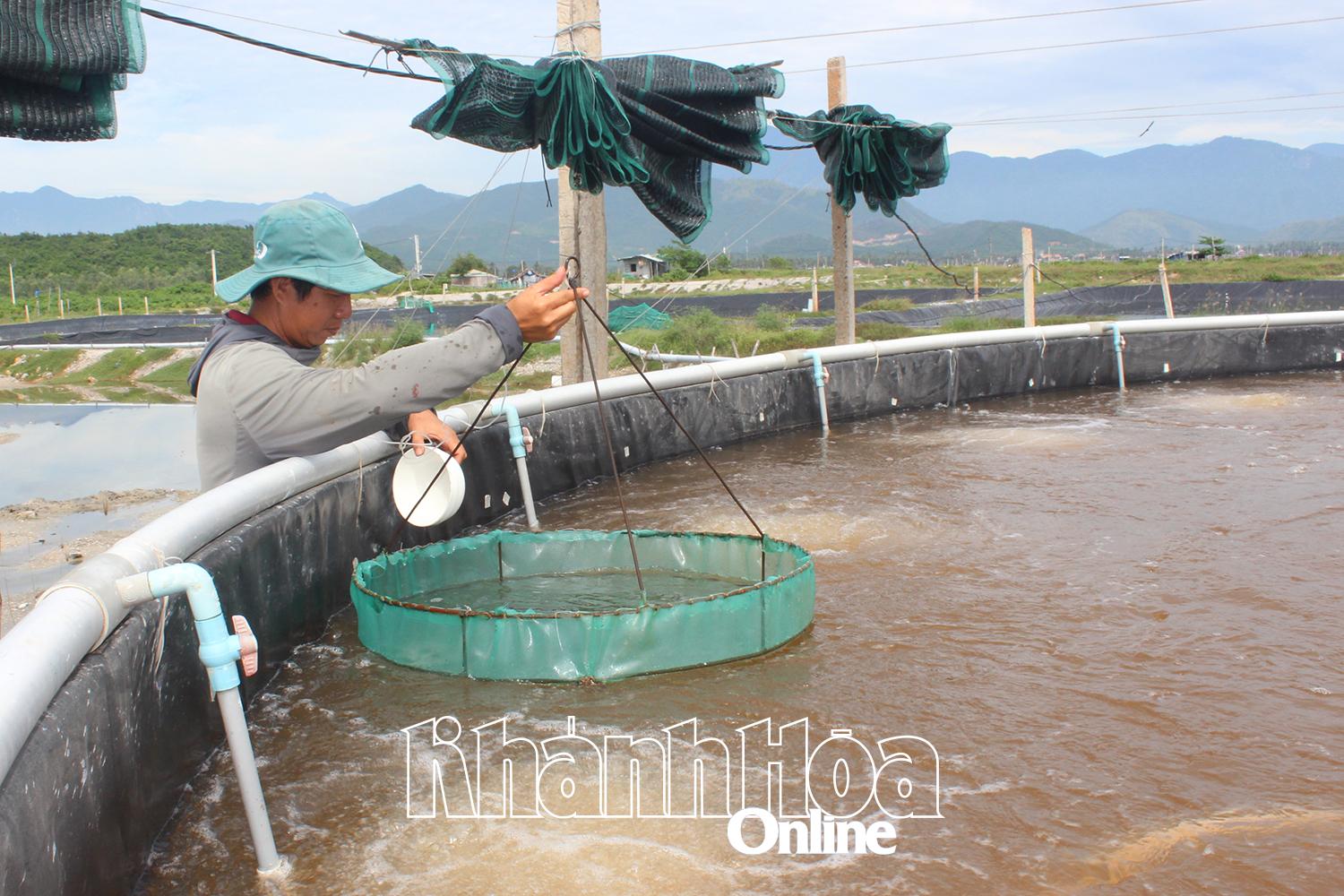 Mô hình nuôi tôm công nghệ cao của người dân xã Vạn Hưng đem lại thu nhập cao.