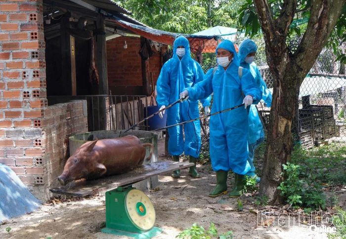 Dịch tả heo châu Phi vẫn diễn biến phức tạp