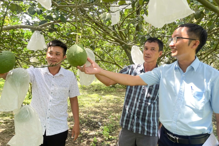 Nâng tầm giá trị bưởi da xanh
