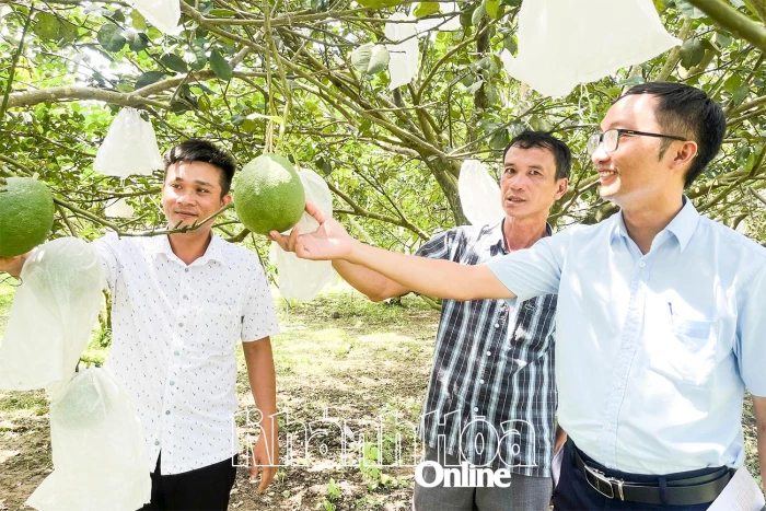 Enhancing value of green-skin grapefruits