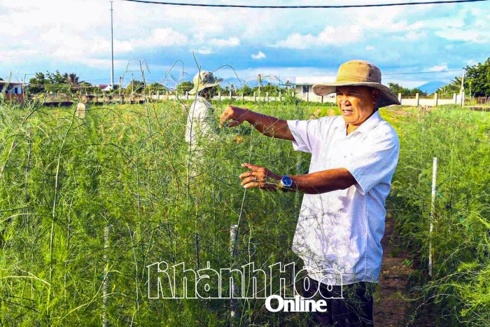 Người Chăm phủ xanh vùng đất cát bay Tuấn Tú