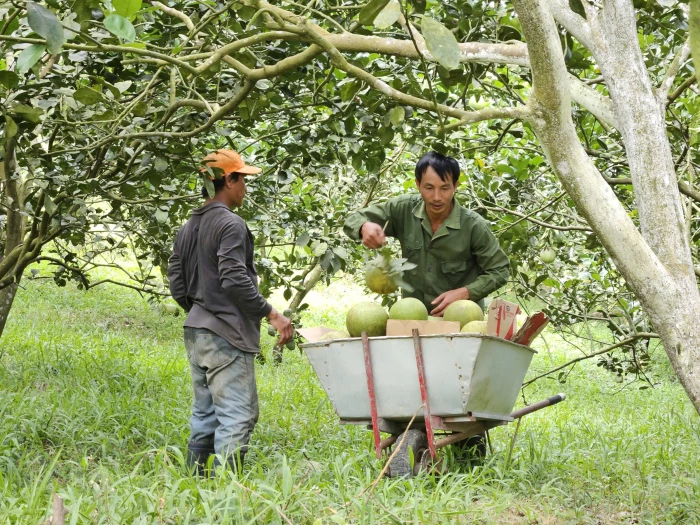 Sở Nông nghiệp và Môi trường đề nghị cấp xã tiếp nhận, quản lý các mã số vùng trồng