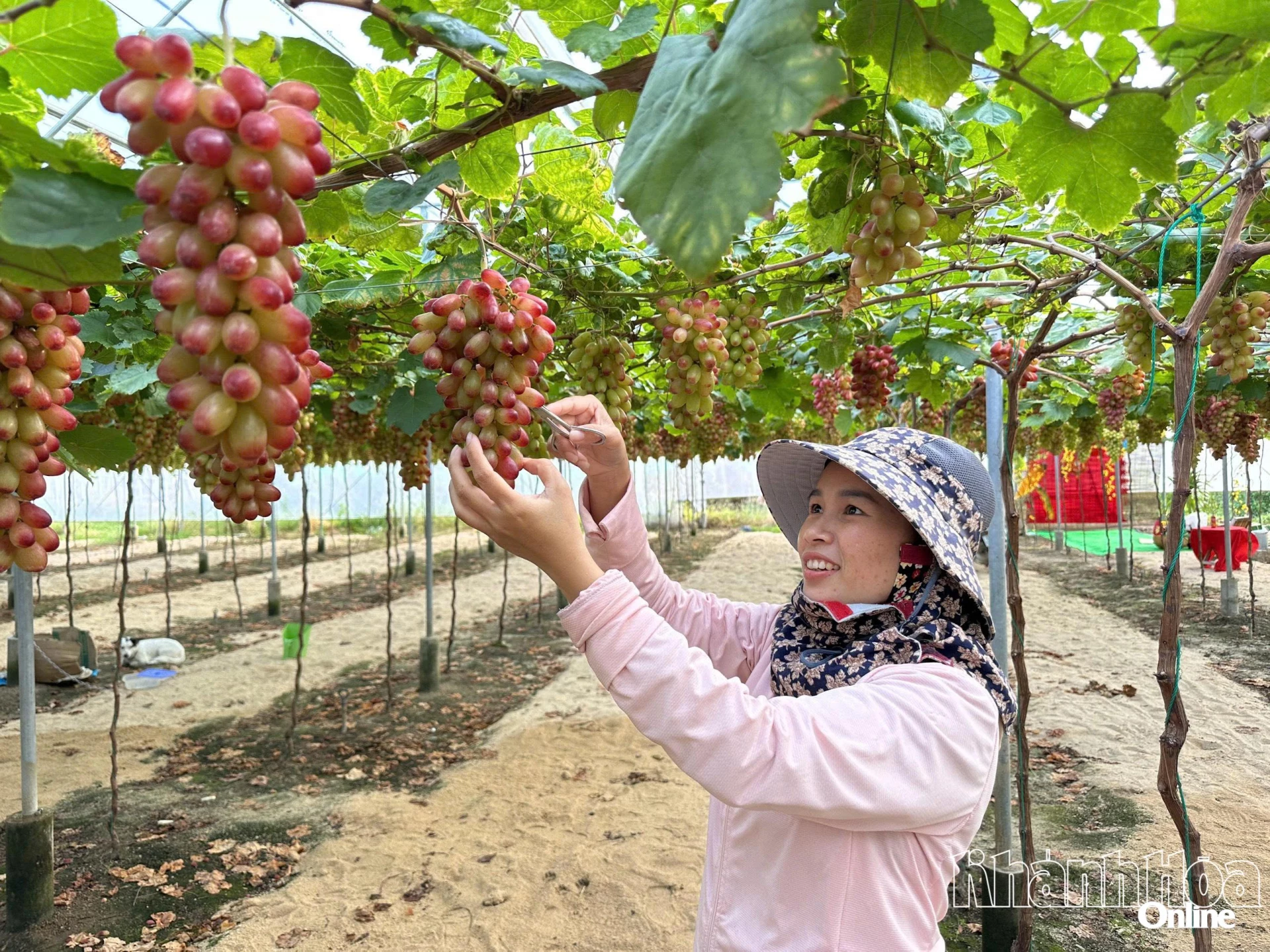 Bà Nguyễn Thị Thu Thủy (xã Vĩnh Hải) chăm sóc nho
 tại vườn hướng đến thị trường cuối năm và Tết.