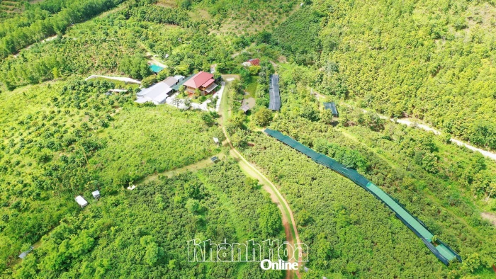 Mật ngọt trên vùng sỏi đá