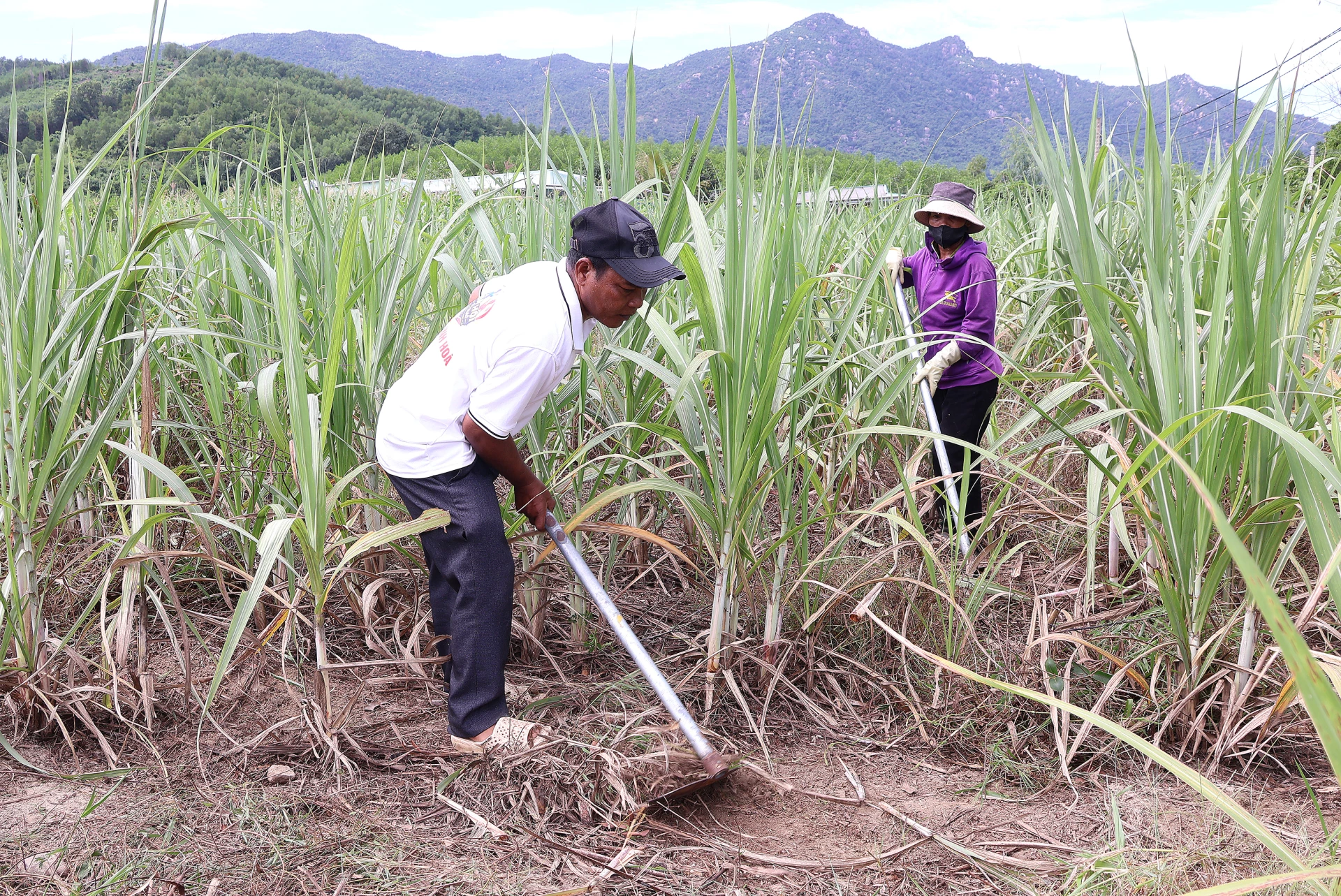 Ông Cao Truyền cùng vợ chăm sóc rẫy mía.