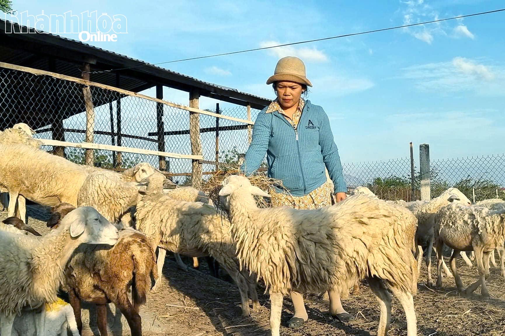 Chăn nuôi cừu quy mô hộ gia đình phổ biến tại nhiều địa phương phía nam tỉnh.