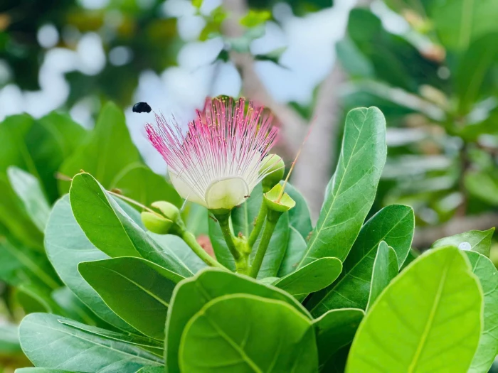 Hoa bàng vuông nở một miền thương nhớ