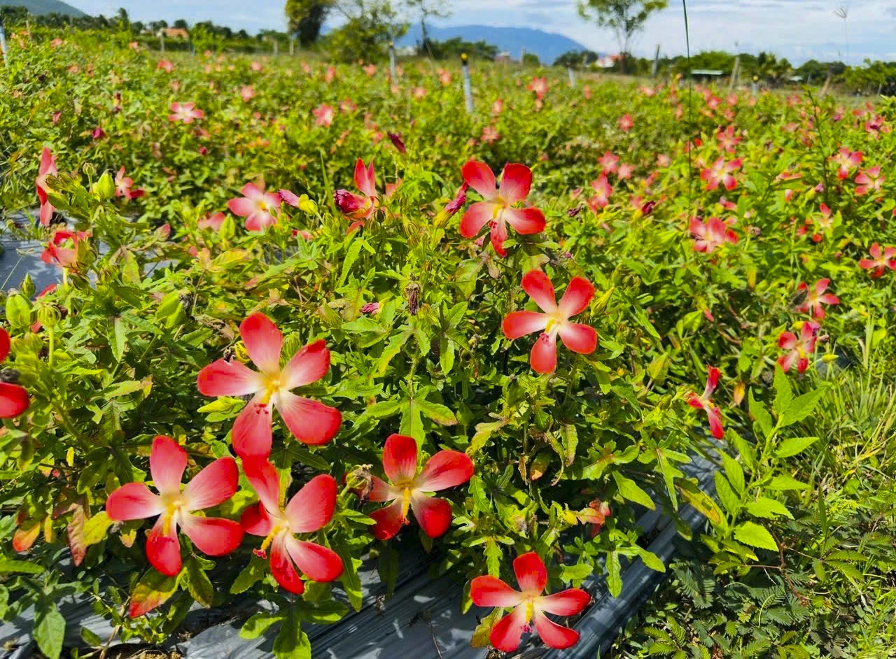Cánh đồng hoa sâm Bố Chính - một trong những loại cây dược liệu chủ lực đang phát triển tốt tại xã Bắc Ninh Hòa