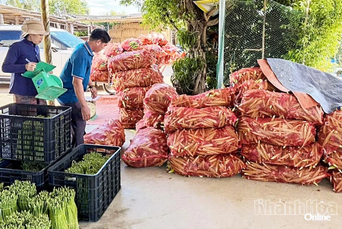 Xã Phước Hậu: Hiệu quả từ mô hình trồng bắp non phục vụ xuất khẩu