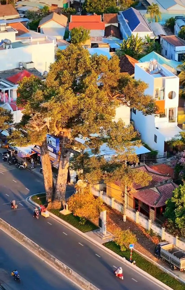 Cây Dầu Đôi hàng trăm năm tuổi nằm trên đường 23 tháng 10 (xã Diên Khánh).