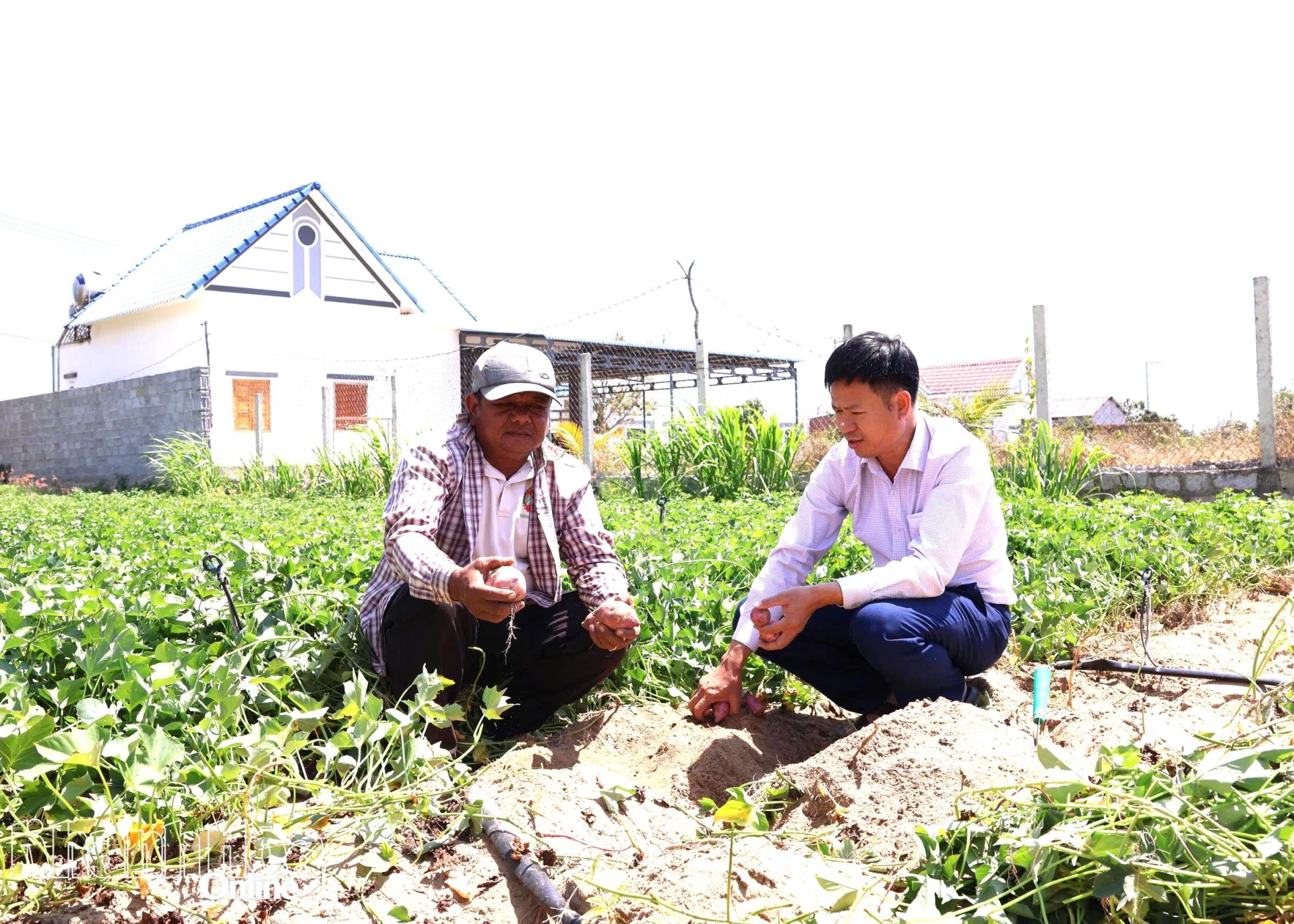 Mô hình trồng khoai lang của người dân xã Ninh Phước phát triển tốt. Ảnh: Mã Phương.