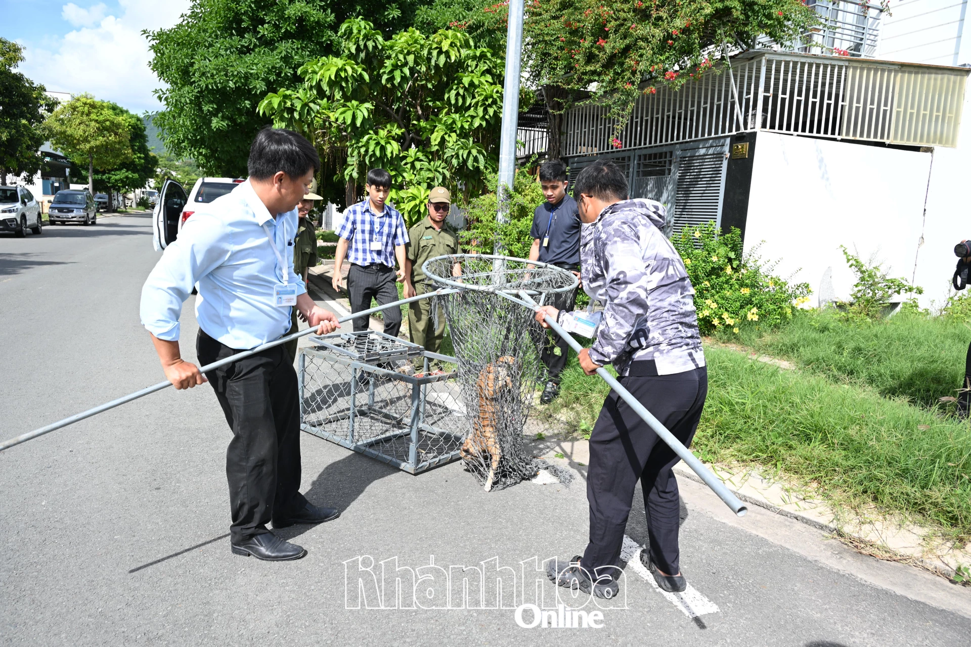 Đội chuyên trách của phường bắt giữ chó thả rông tại Khu đô thị Mỹ Gia.